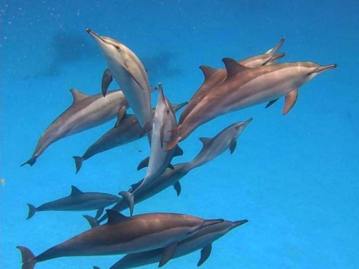 Dom delfinów Wycieczki Hurghada