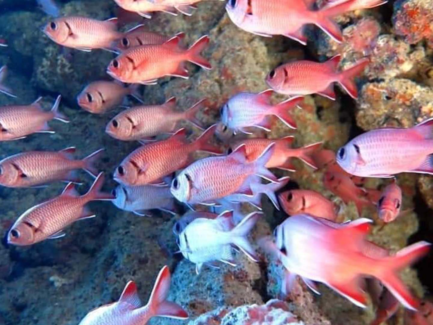 Wędkowanie i snorkeling Wycieczki Hurghada