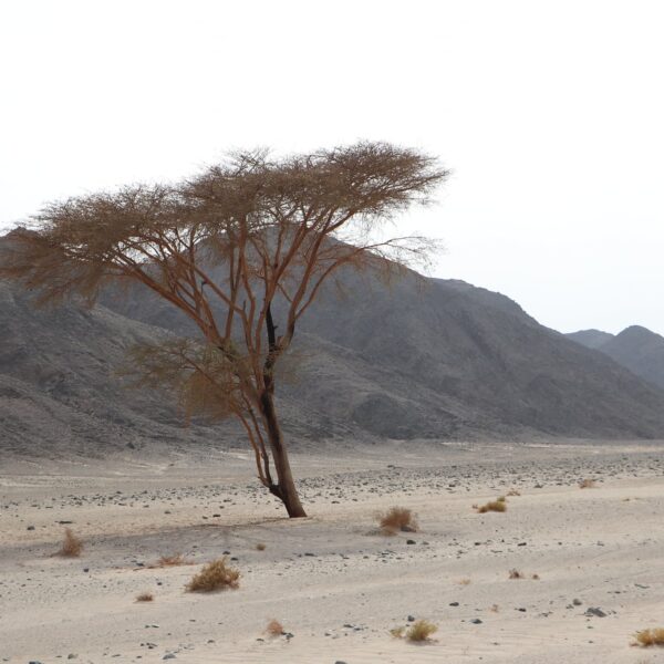 Dolina Wielbladow 10 600x600