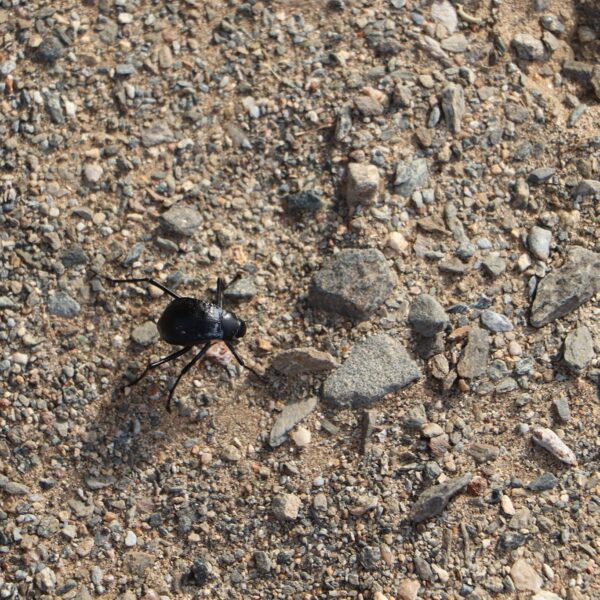 Dolina Wielbłądów