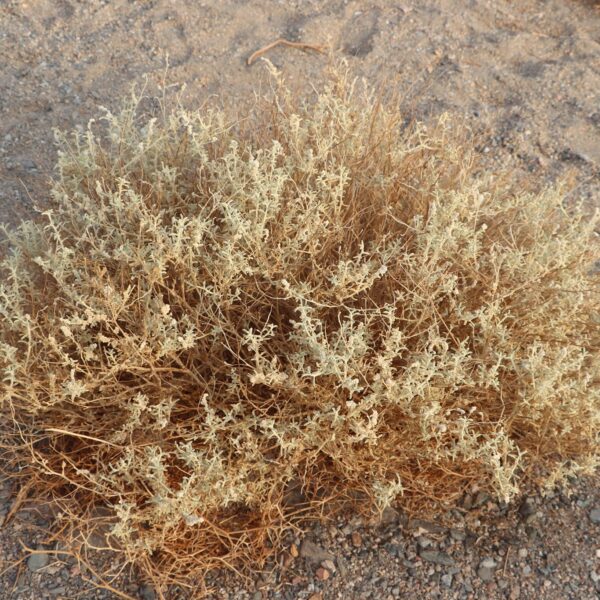 Dolina Wielbłądów