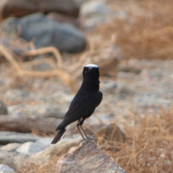 Dolina Wielbladow 26 600x600