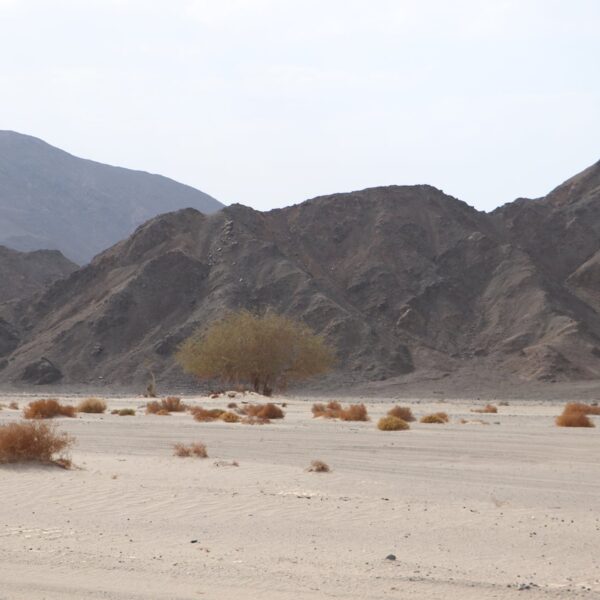 Dolina Wielbladow 6 600x600