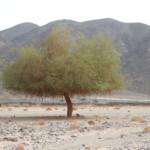 Dolina Wielbladow 8 600x600