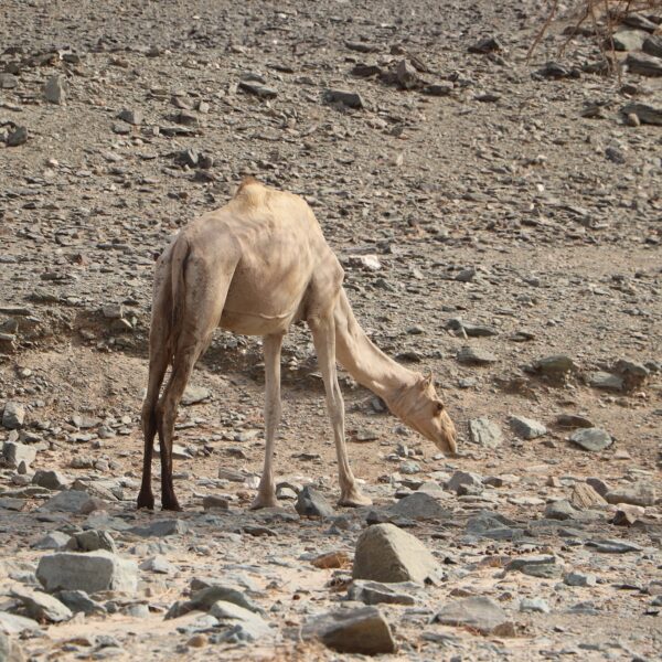 Dolina Wielbłądów