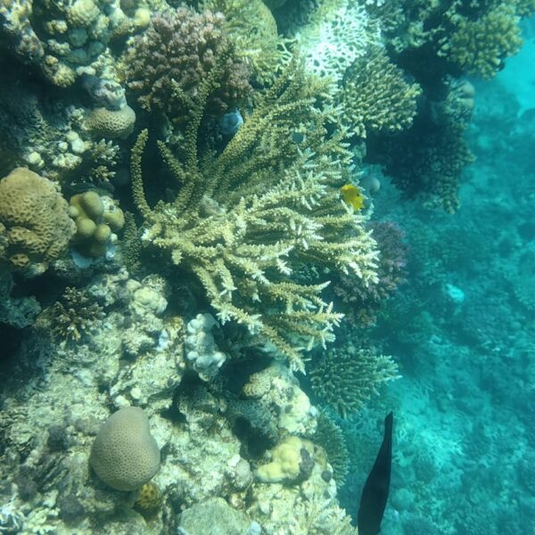 Nurkowanie 3 1 600x600